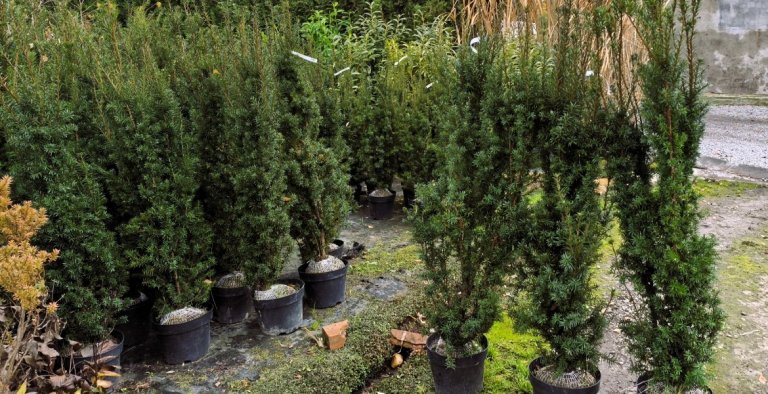 category-catalog-d-8