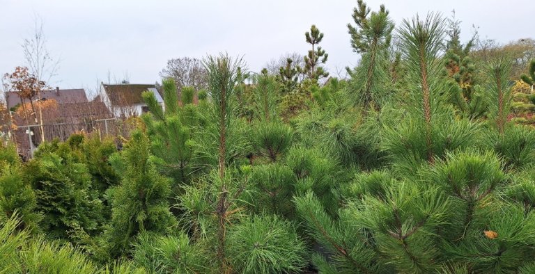 category-catalog-d-7