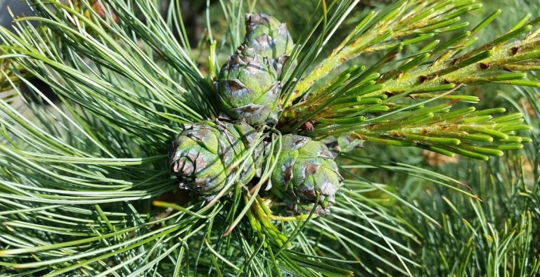 category-catalog-d-1